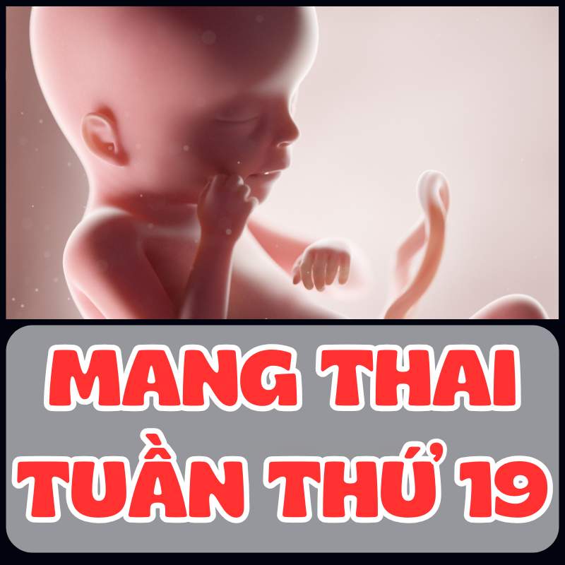 Hình dạng của thai nhi ở tuần thứ 19